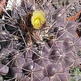 Thelocactus conothelos ssp. flavus ©JLcoll.4307.jpg